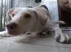 Cachorro raça SRD idade 2 anos nome Buddy