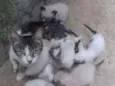 Fofinhos