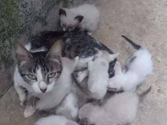 Gato ra a  idade 2 a 6 meses nome Fofinhos