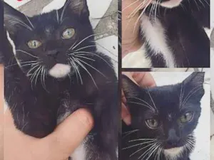 Gato raça Srd idade Abaixo de 2 meses nome Não tem