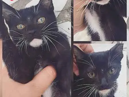 Gato ra a Srd idade Abaixo de 2 meses nome Não tem