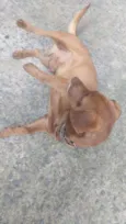 Scoob