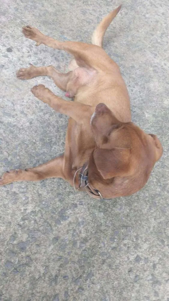 Cachorro ra a Vira lata idade 4 anos nome Scoob