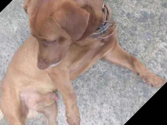 Cachorro ra a Vira lata idade 4 anos nome Scoob