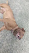 Scoob