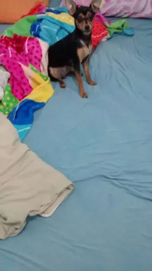 Cachorro raça Pinscher idade 7 a 11 meses nome Nick