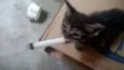 Bibi e lala 