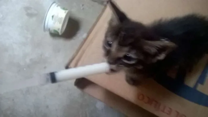 Gato raça sem raça idade Abaixo de 2 meses nome Bibi e lala 