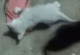 Bibi e lala 