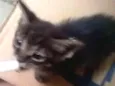 Bibi e lala 