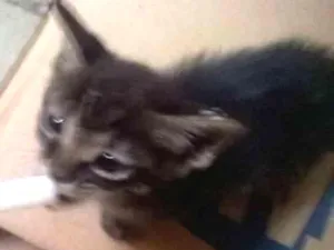 Gato raça sem raça idade Abaixo de 2 meses nome Bibi e lala 