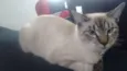 Gato