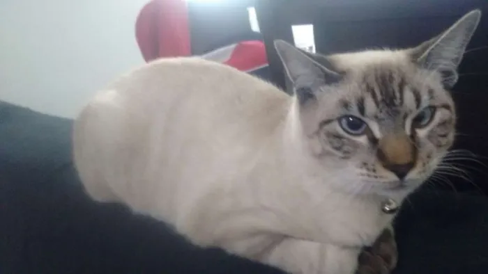 Gato ra a Gato idade  nome Gato