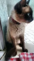 Gato