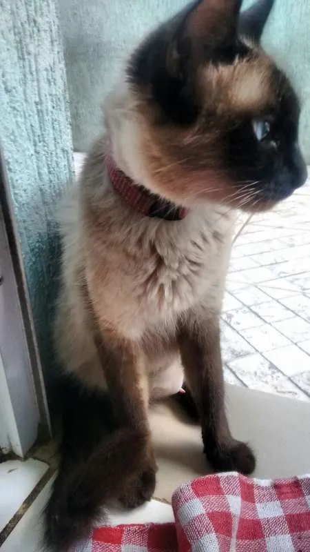 Gato ra a Gato idade  nome Gato
