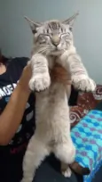 Gato