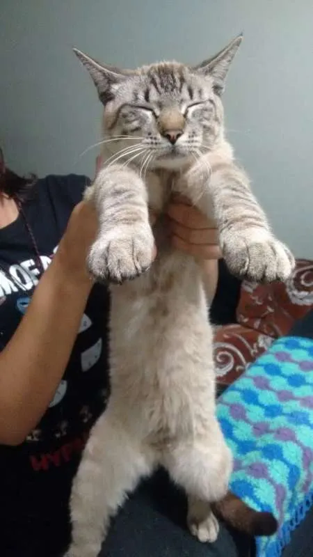 Gato ra a Gato idade  nome Gato