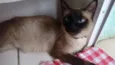 Gato