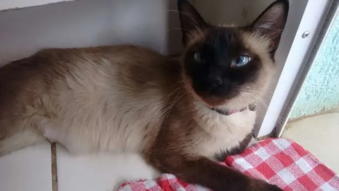 Gato ra a Gato idade  nome Gato