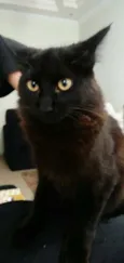 Gato