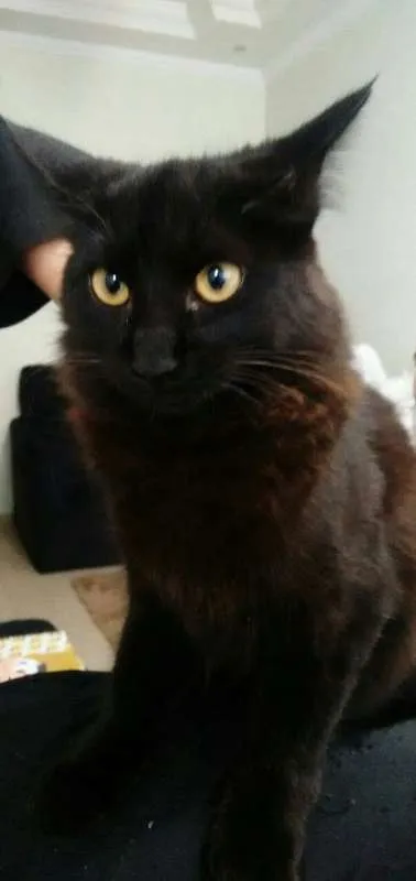 Gato ra a Gato idade  nome Gato