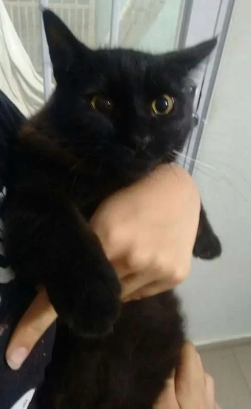 Gato ra a Gato idade  nome Gato