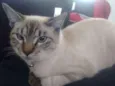 Gato