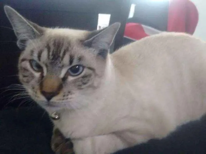 Gato ra a Gato idade  nome Gato