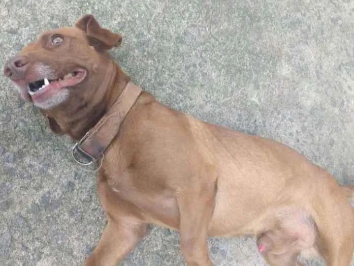 Cachorro ra a Vira lata idade 4 anos nome Scoob