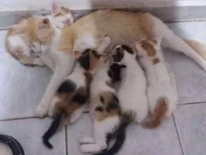 Gato raça Vira lata idade  nome Não Tem
