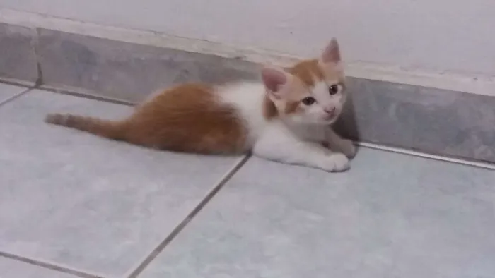 Gato ra a Vira lata idade  nome Não Tem