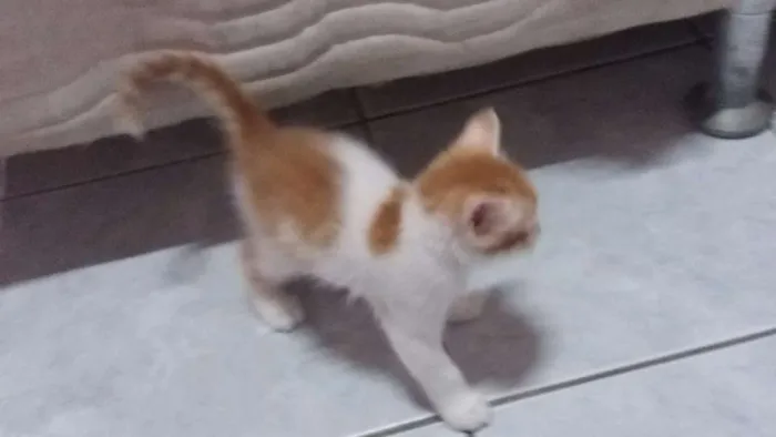 Gato ra a Vira lata idade  nome Não Tem