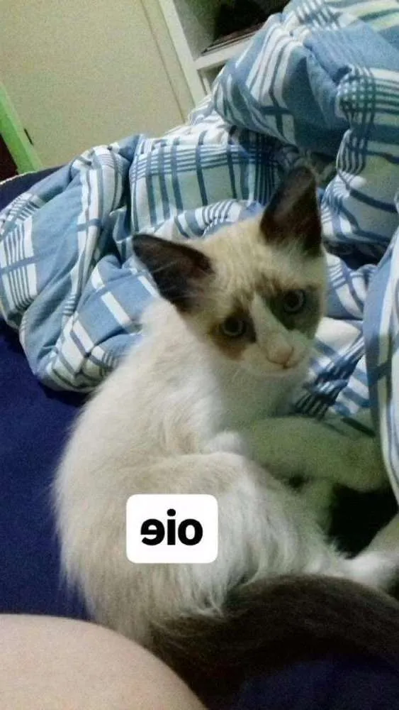Gato ra a vira lata idade 2 a 6 meses nome Ainda sem nome