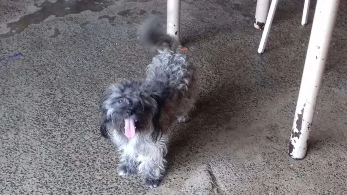 Cachorro ra a Pinscher e shitzu com poodle idade 7 a 11 meses nome Tayrone e Lucky
