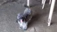 Tayrone e Lucky
