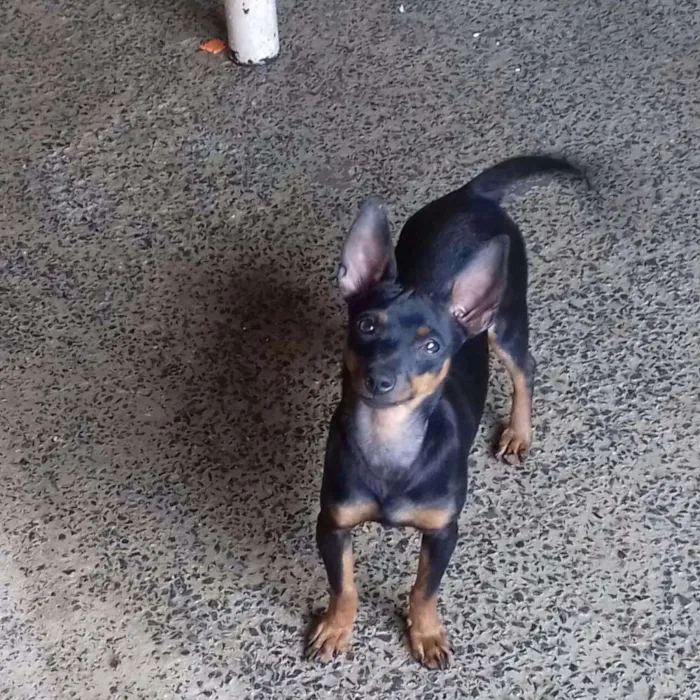 Cachorro ra a Pinscher e shitzu com poodle idade 7 a 11 meses nome Tayrone e Lucky