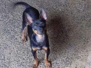 Cachorro raça Pinscher e shitzu com poodle idade 7 a 11 meses nome Tayrone e Lucky