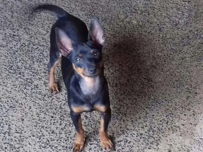Cachorro ra a Pinscher e shitzu com poodle idade 7 a 11 meses nome Tayrone e Lucky