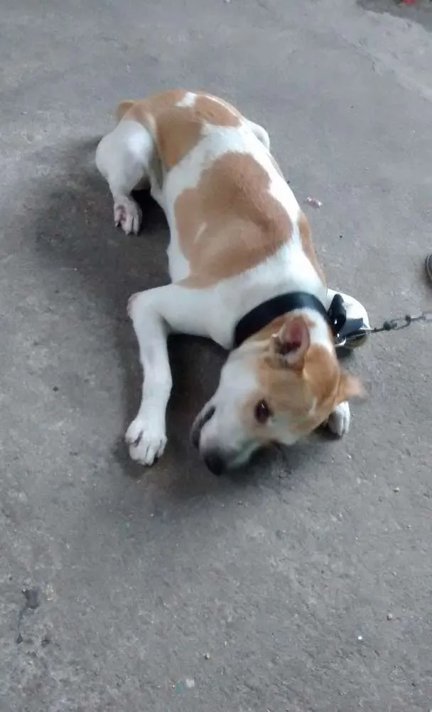 Cachorro ra a Vira-lata  idade 1 ano nome Duque