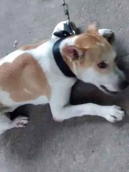 Cachorro ra a Vira-lata  idade 1 ano nome Duque