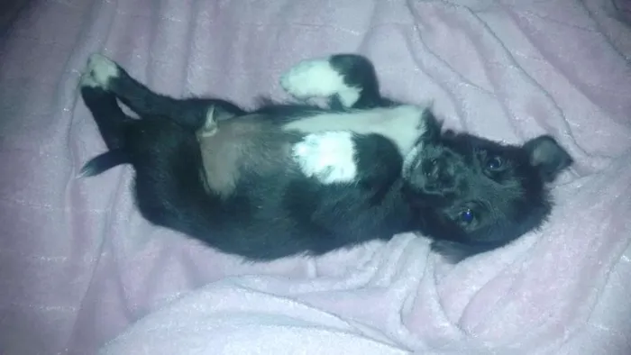 Cachorro raça Não sei a raça  idade 2 a 6 meses nome Sebastian
