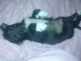 Sebastian