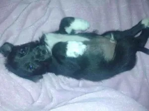 Cachorro raça Não sei a raça  idade 2 a 6 meses nome Sebastian