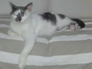 Gato raça mestiço idade 5 anos nome felix