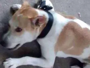 Cachorro raça Vira-lata  idade 1 ano nome Duque