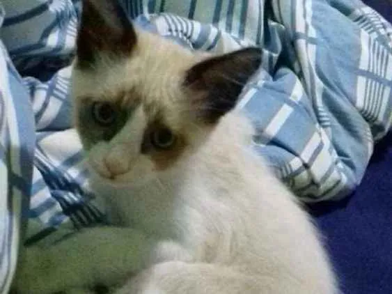 Gato ra a vira lata idade 2 a 6 meses nome Ainda sem nome