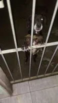 Capitão