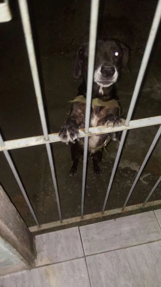 Cachorro raça Vira-lta idade 2 a 6 meses nome Capitão