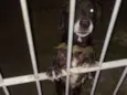 Capitão