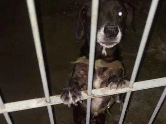 Cachorro raça Vira-lta idade 2 a 6 meses nome Capitão
